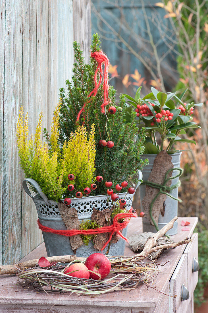 Sugarloaf Spruce, Heather And Skimmie As Fall Decoration