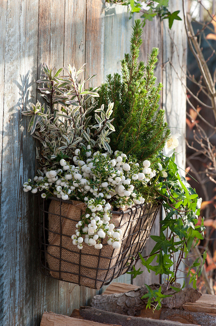 Basket With Peat Myrtle And Sugarloaf Spruce
