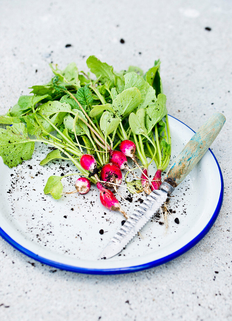 Organic radishes with leaves on a plate