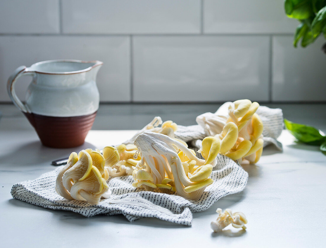 Yellow oyster mushrooms on a tea towel