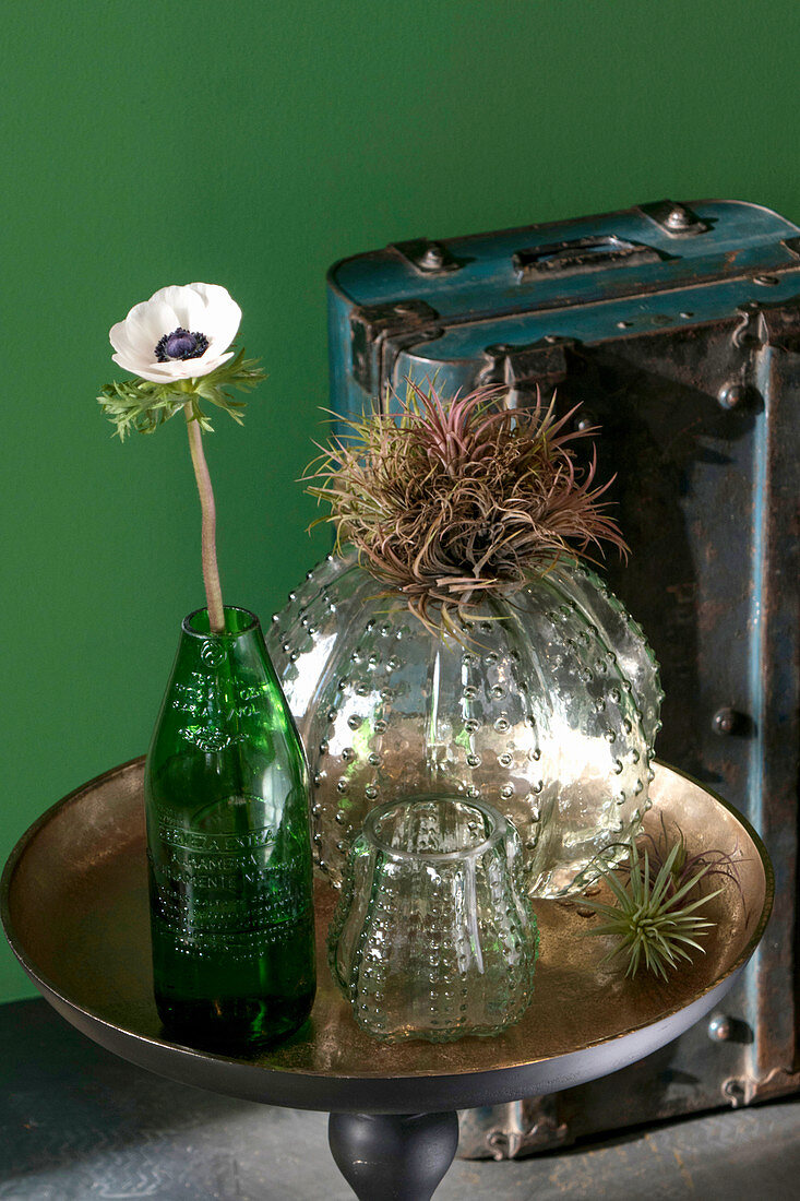 Anemone in cut-off wine bottle next to air plants and vases