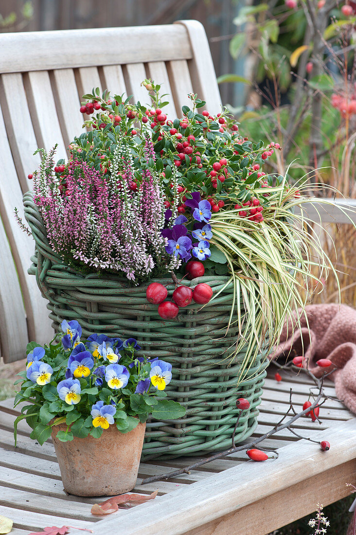 Basket With Heather, Cranberries, Horned Violets And Grass
