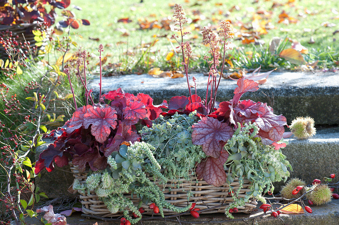 Herbst-Kasten rotblättrig und silbergrau bepflanzt