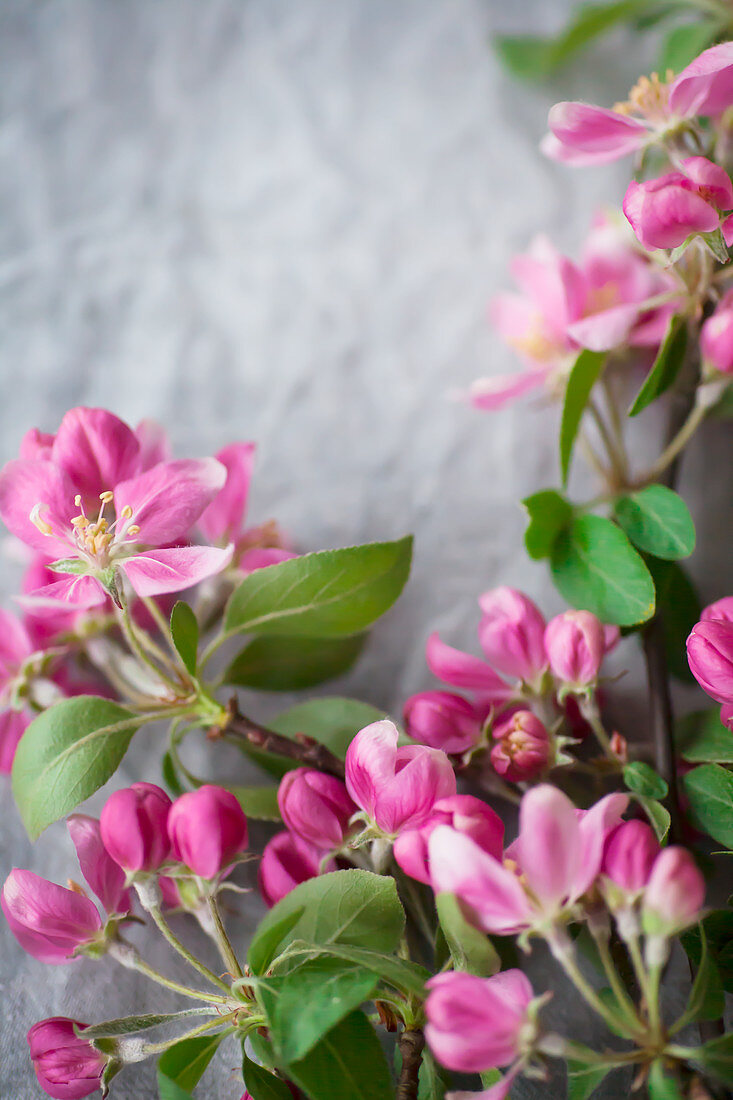 Crab apple blossom