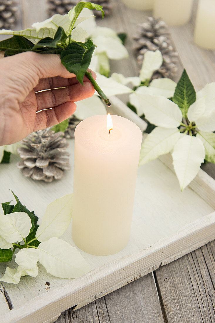 A white poinsettia stalk heated over a candle flame