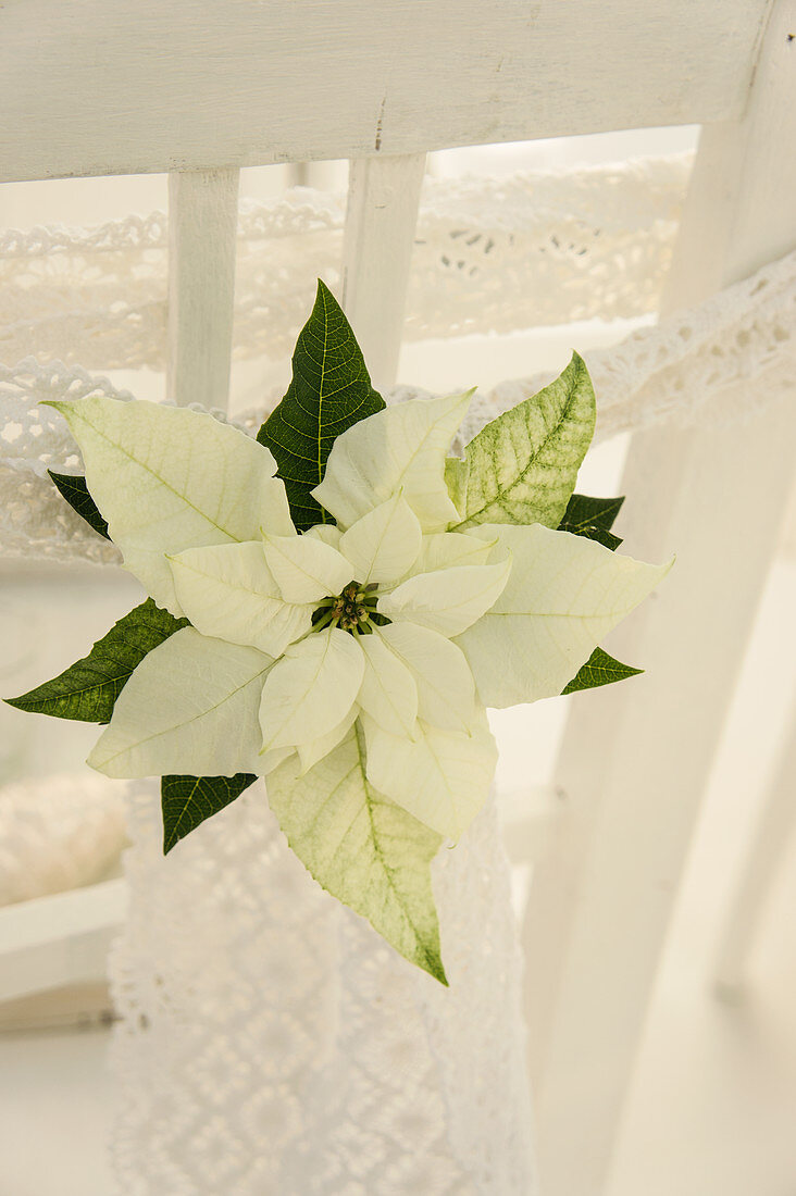 Christmas white poinsettias with lace ribbons decorating chair backs