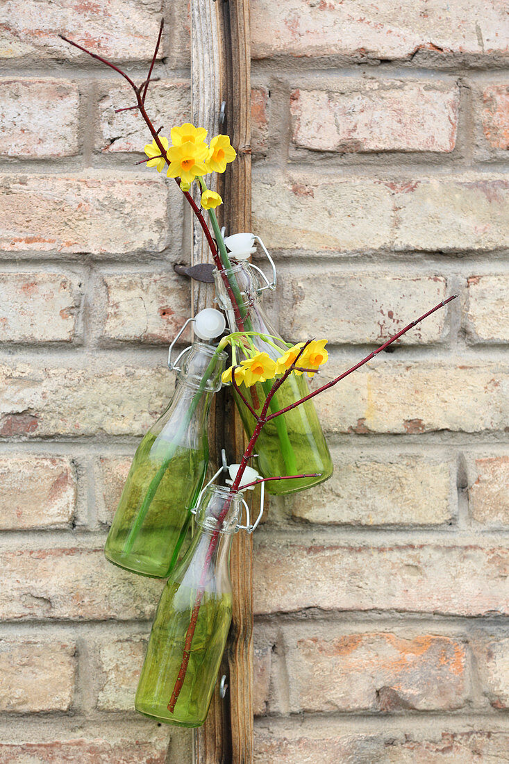 Narzissen 'Martinette' und Zweige in hängenden Flaschen