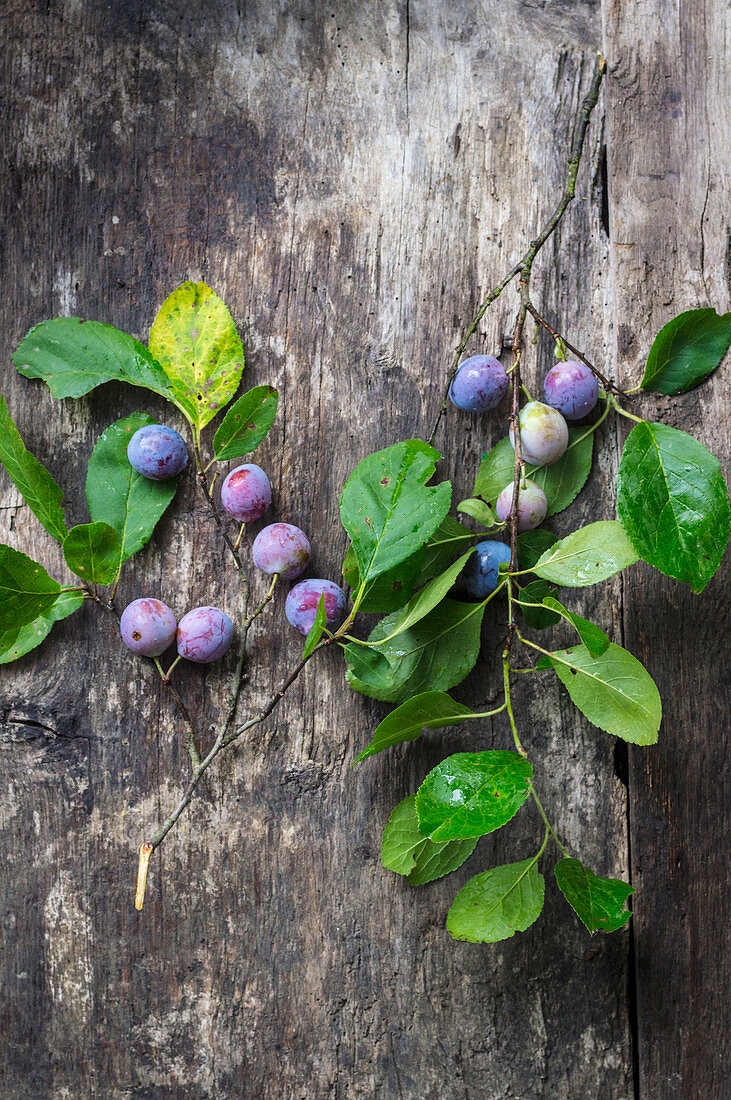 Branches with blue plums on wooden background