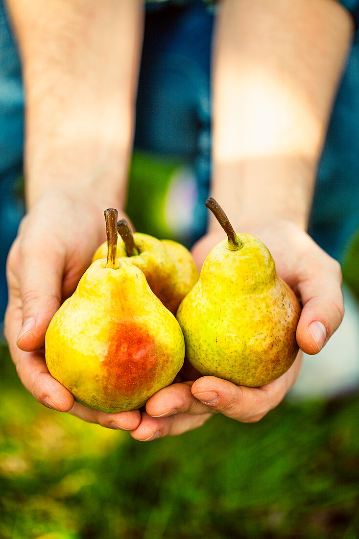 A man holding three ripe pears