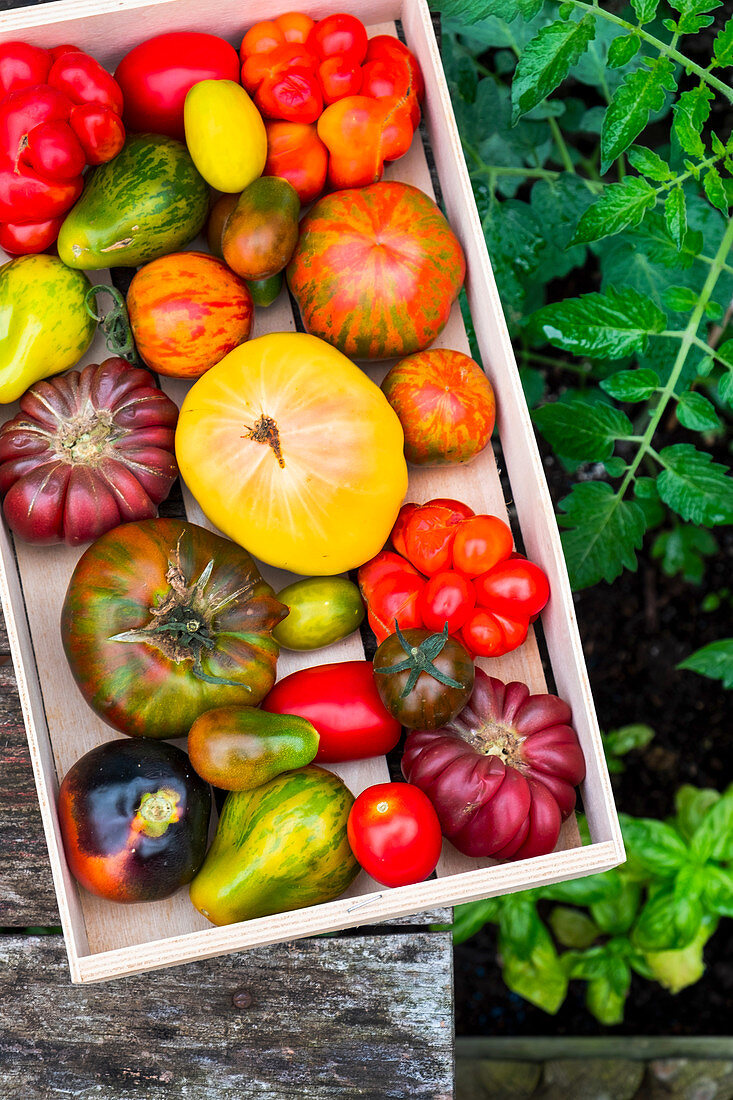 Various heirloom tomatoes in a crate