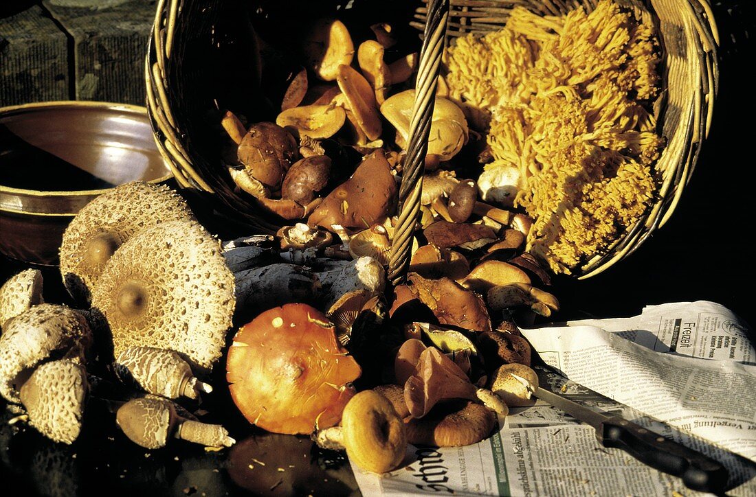 Basket Full of Wild Mushrooms