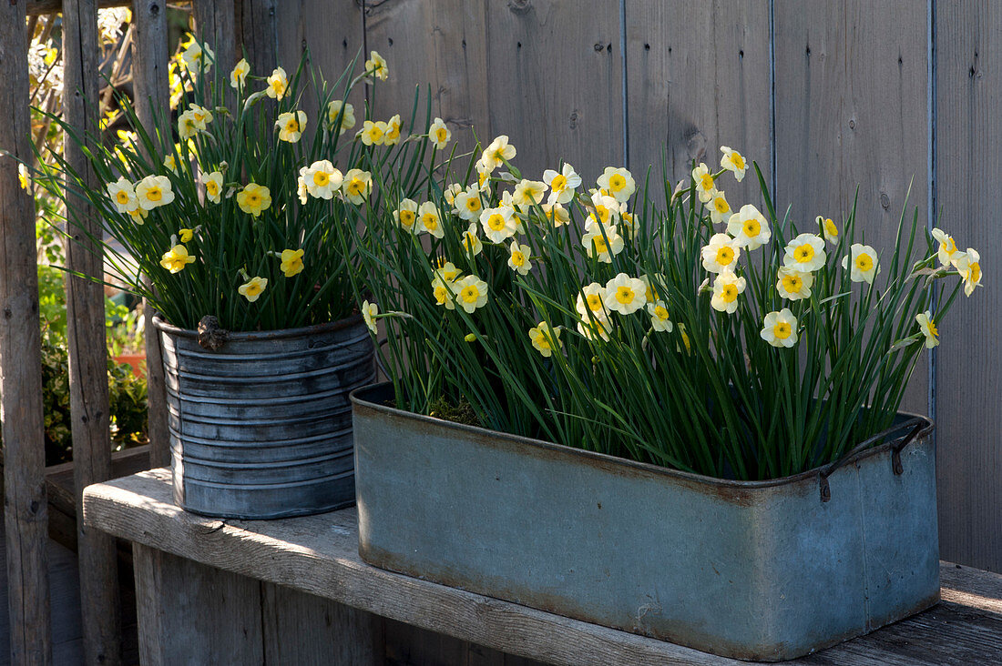 Daffodils 'sun Disc' In Tin Containers