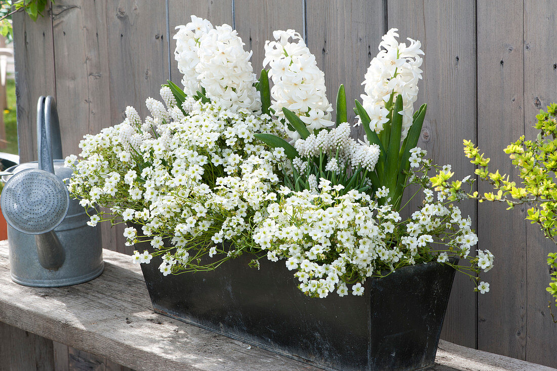 White Planted Spring Box