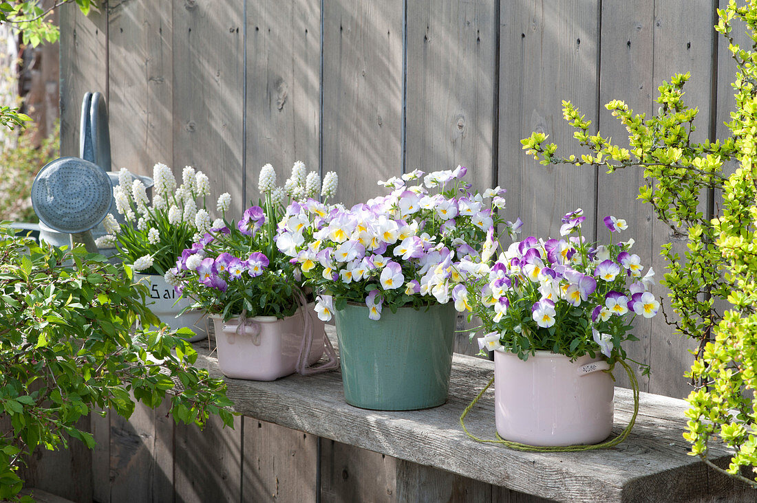 Hornveilchen Deltini 'Rose Pink' und Traubenhyazinthen  in Töpfen