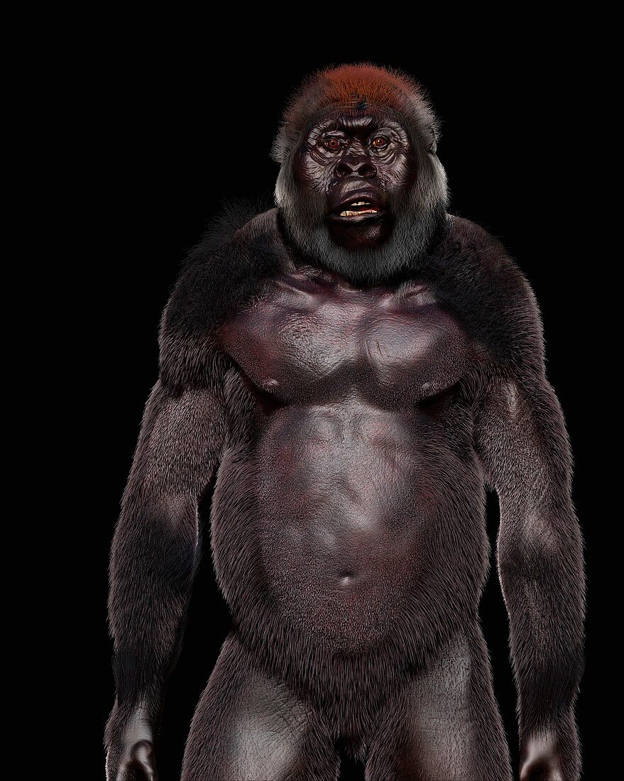 Paranthropus boisei male, illustration