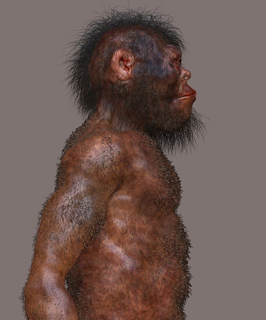 Homo naledi male, illustration