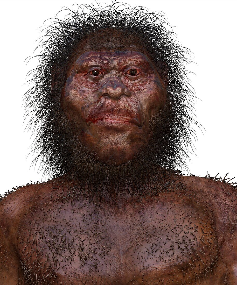 Homo naledi male, illustration