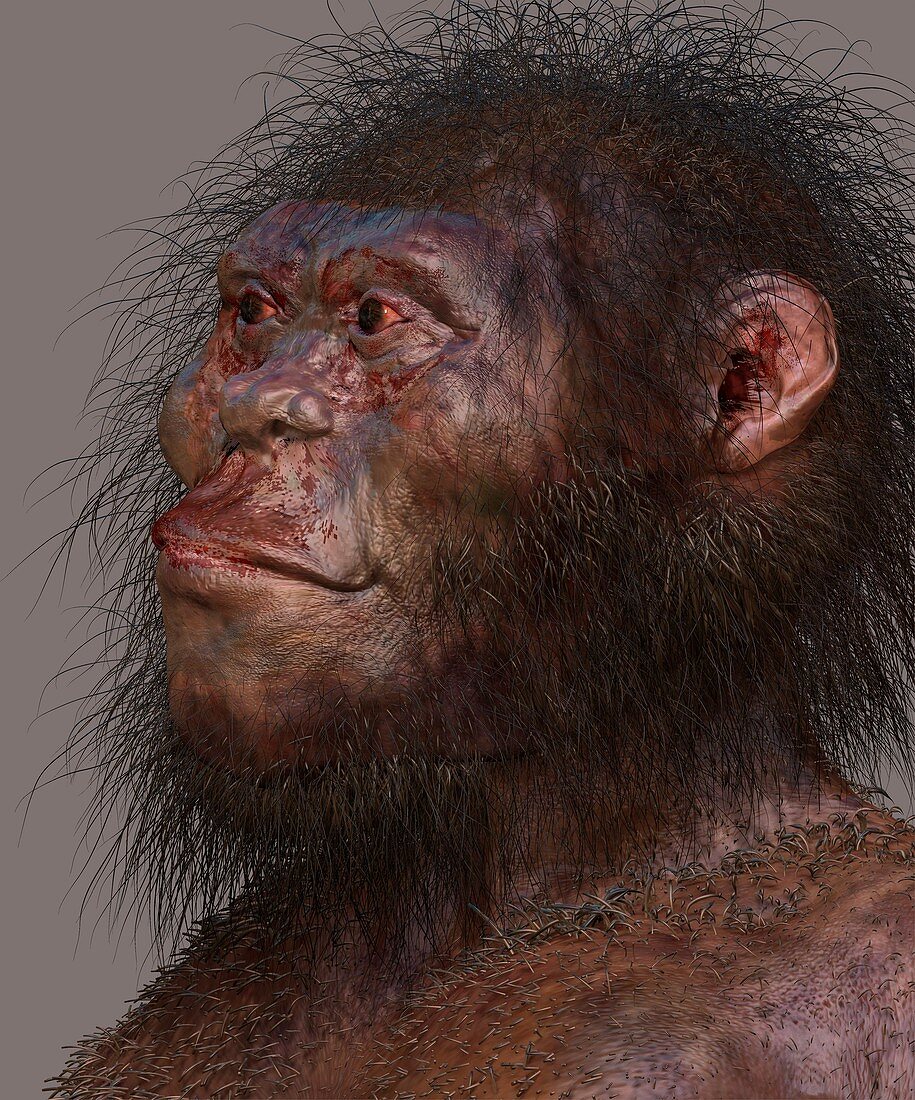 Homo naledi male, illustration