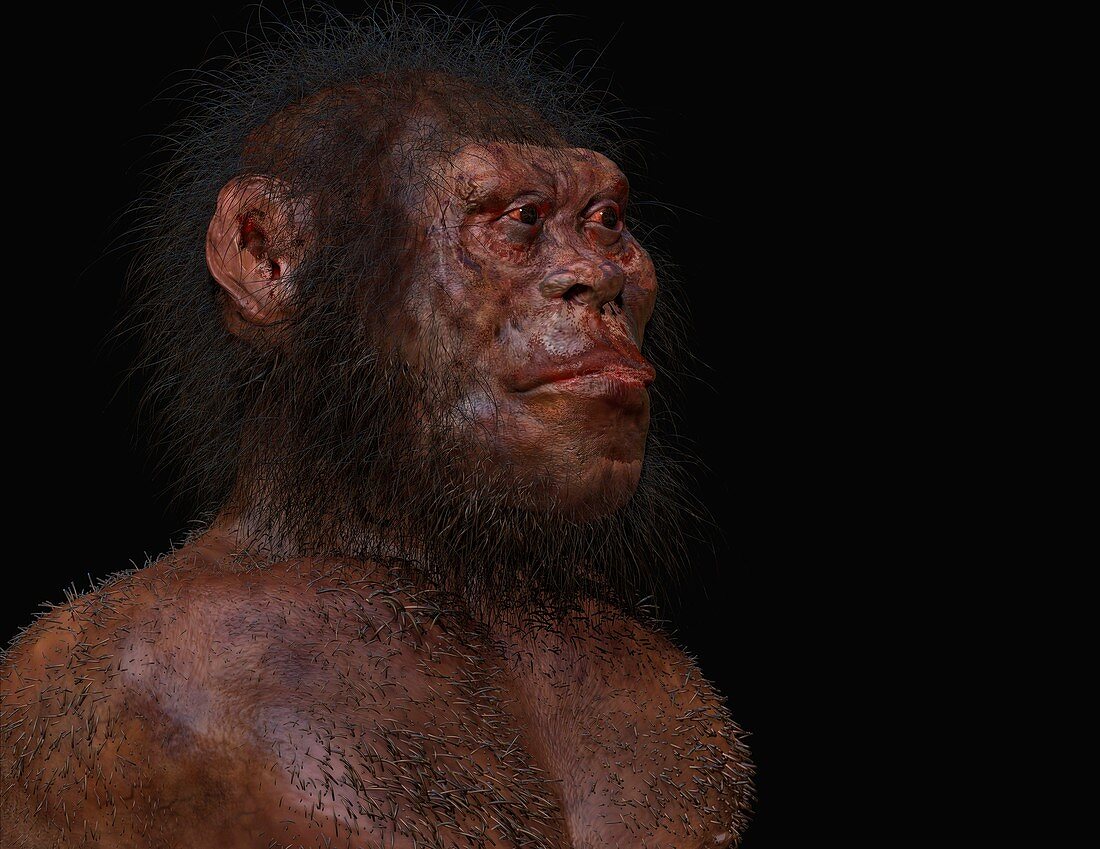 Homo naledi male, illustration