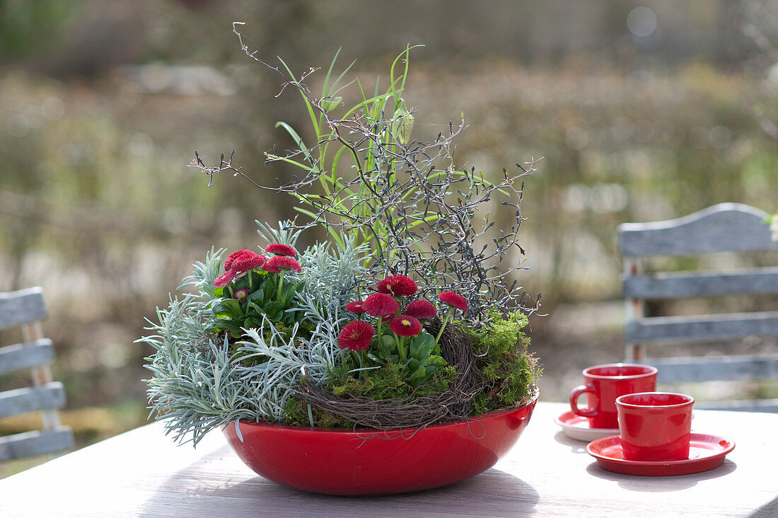 Mini-Garten mit Tausendschön in roter Schale