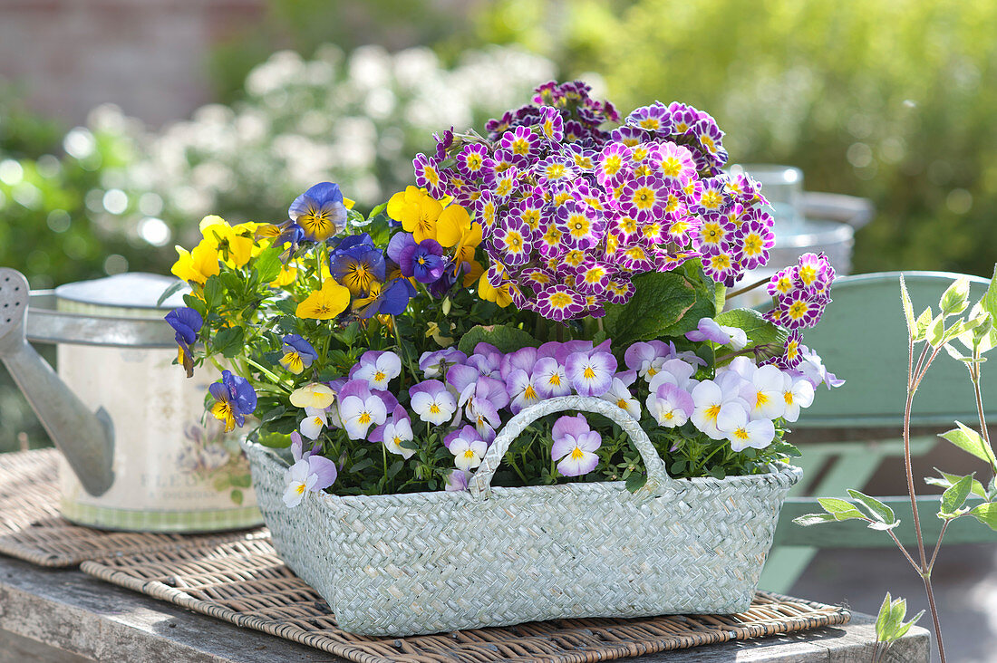 Basket With Horned Violets And Primroses