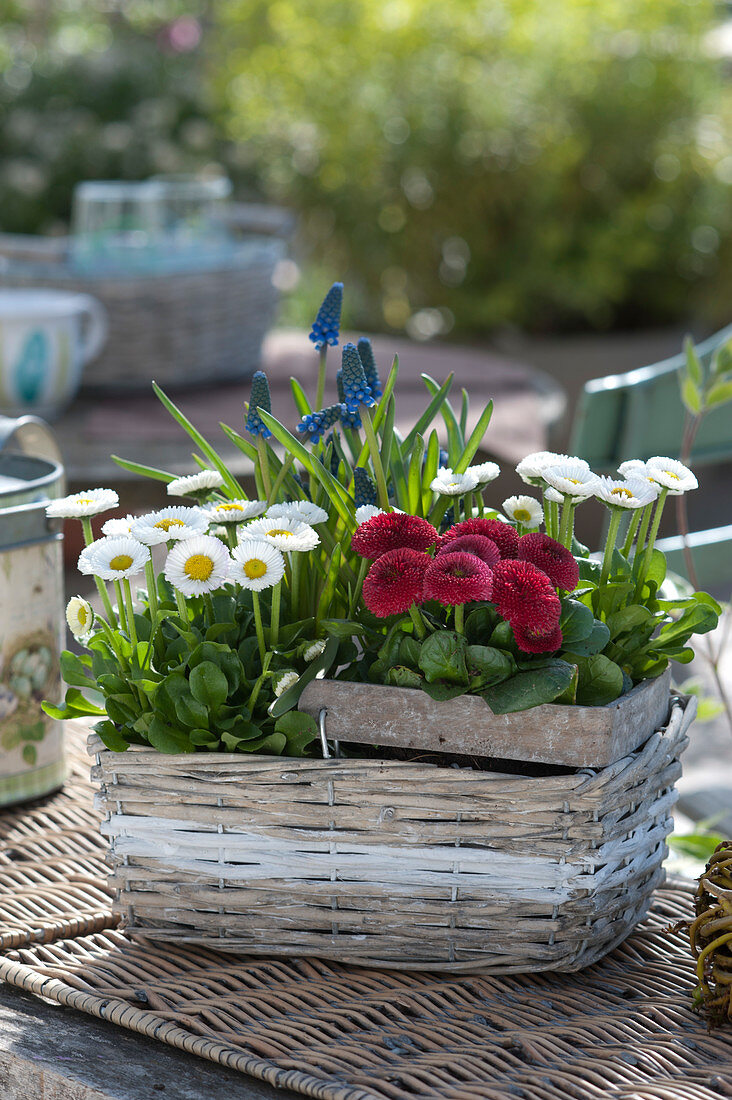 Small Basket With Daisies And Grape Hyacinth