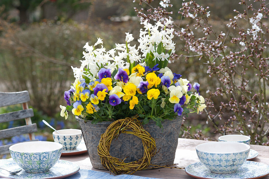 Horny Violets And Hyacinths As A Table Decoration