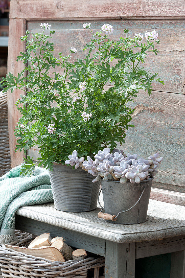 Fragrance Geranium And Moonstone