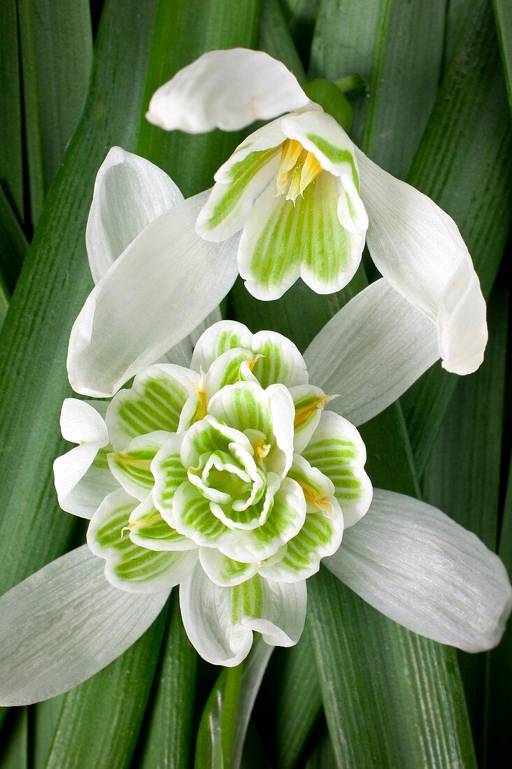 Single and double Snowdrop flowers