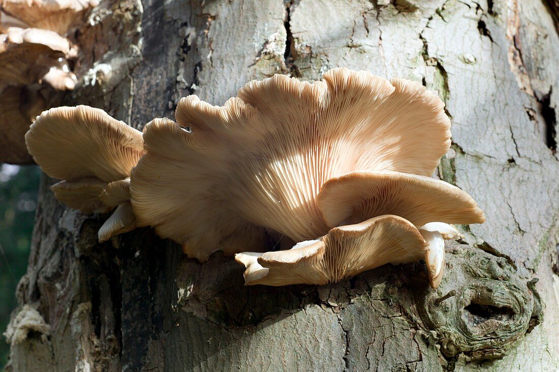 Oyster cap fungus, Pleurotus ostreatus