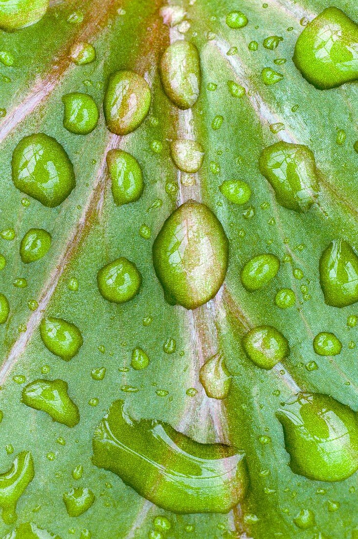 Surface tension of water