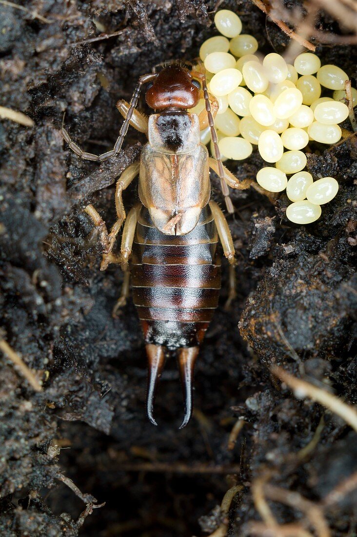 Female common earwig with her eggs