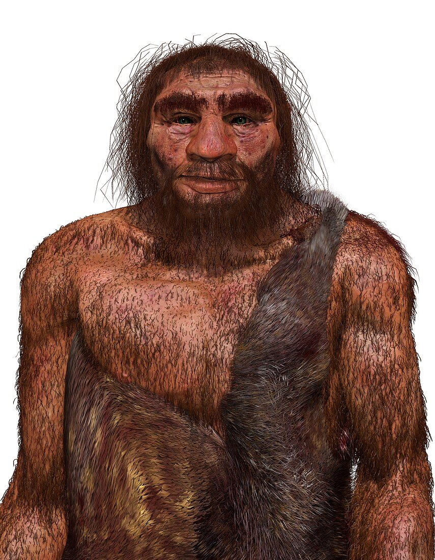 Neanderthal male, illustration
