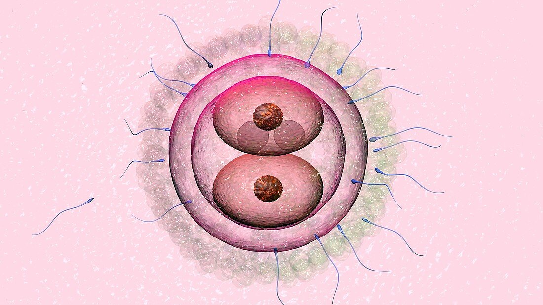 Two-cell embryo, illustration