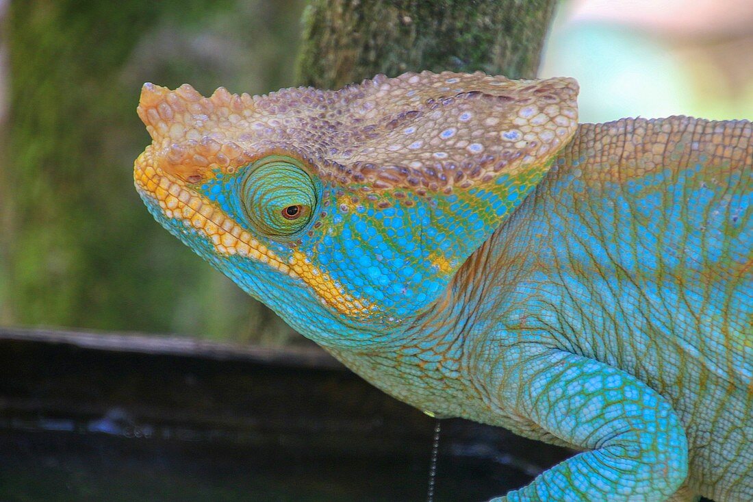 Aquamarine chameleon