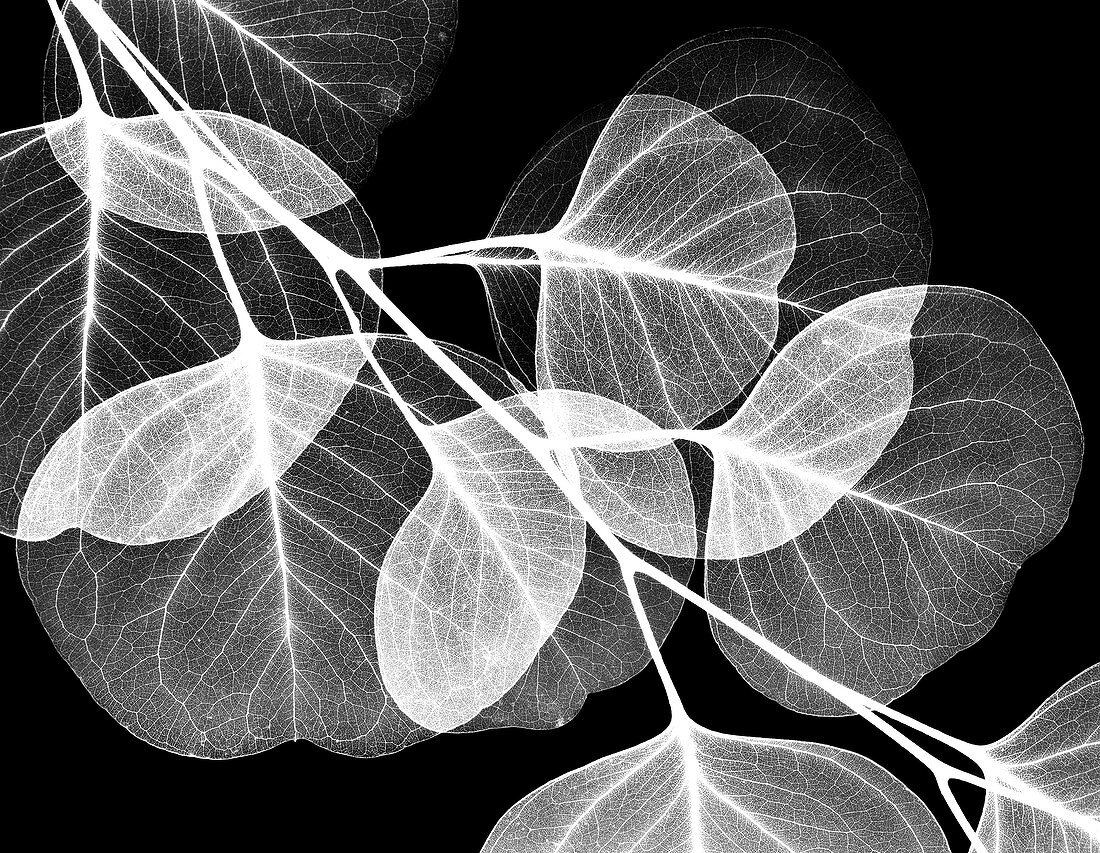 Eucalyptus leaves, X-ray