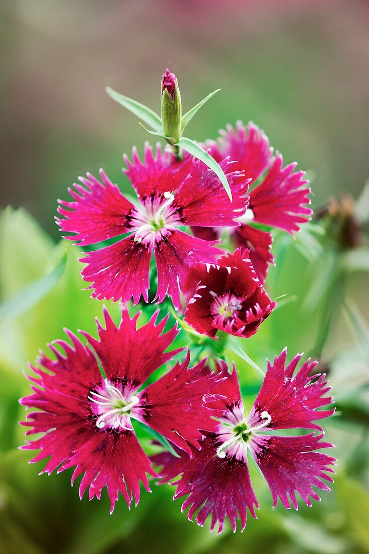 Indian Pink (Dianthus chinensis)