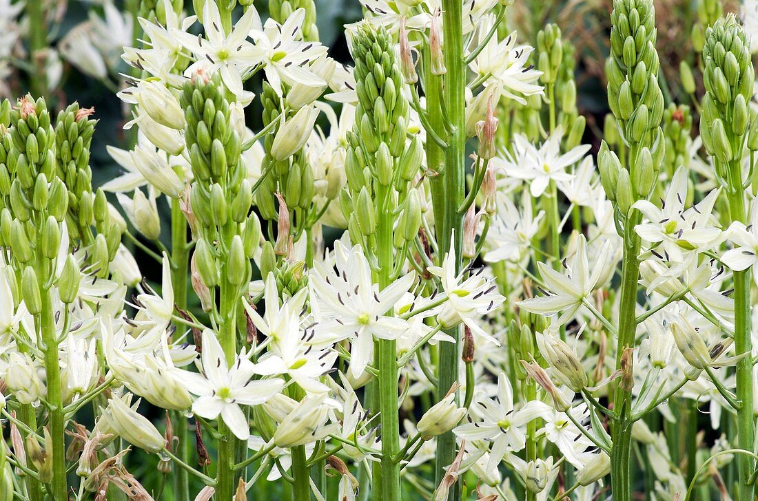 Agastache rugosa f. albiflora 'Liquorice White'