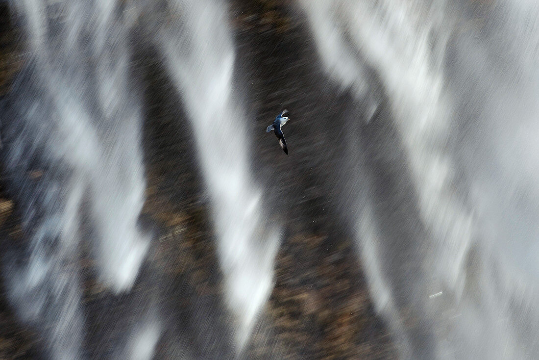 Northern fulmar against waterfall