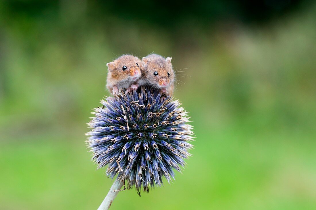 Harvest mice on flower, UK