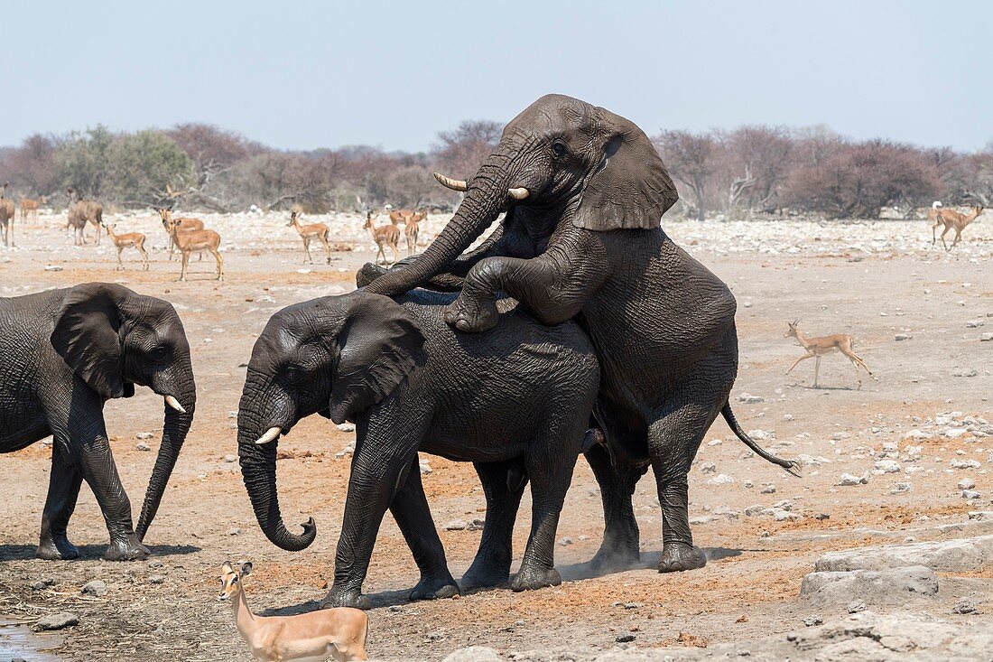 African elephants mating