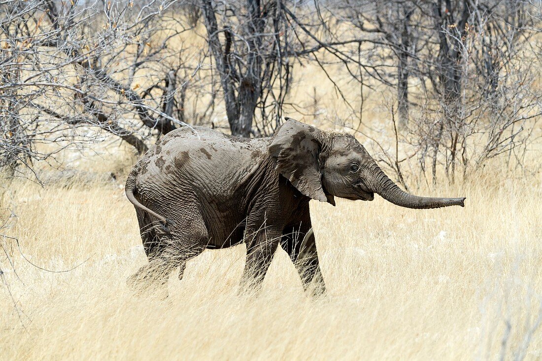 African elephant in grassland