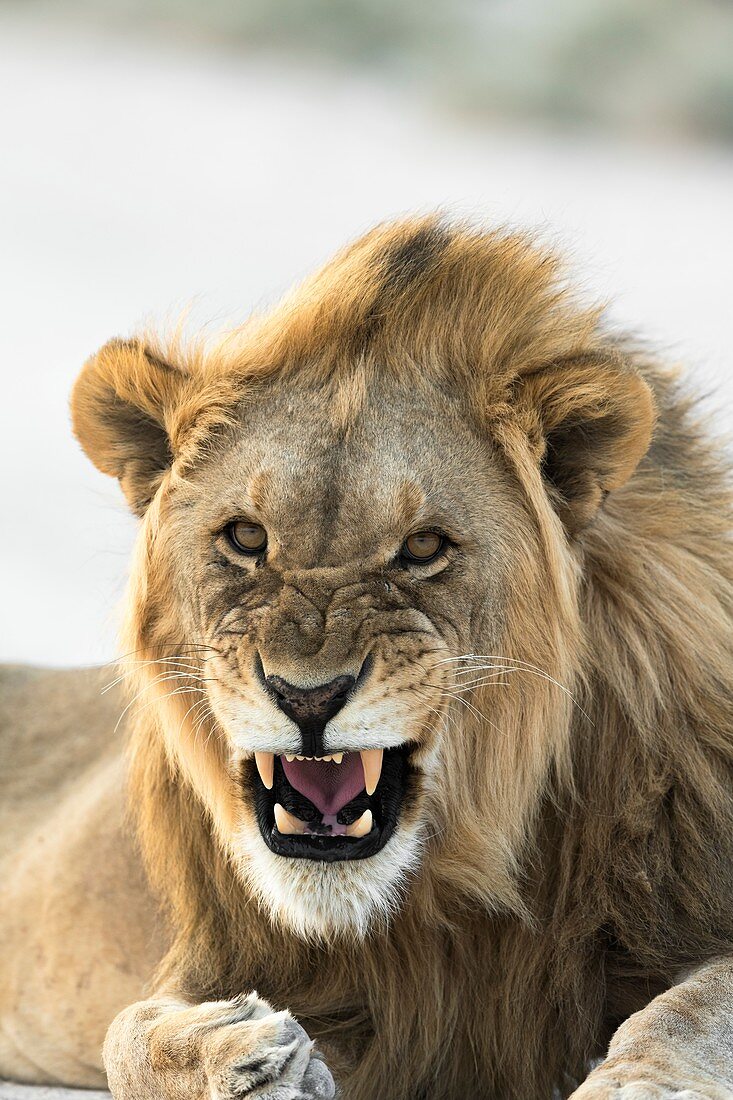 African lion snarling