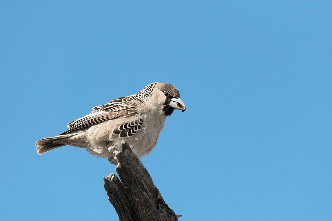 Sociable weaver perching