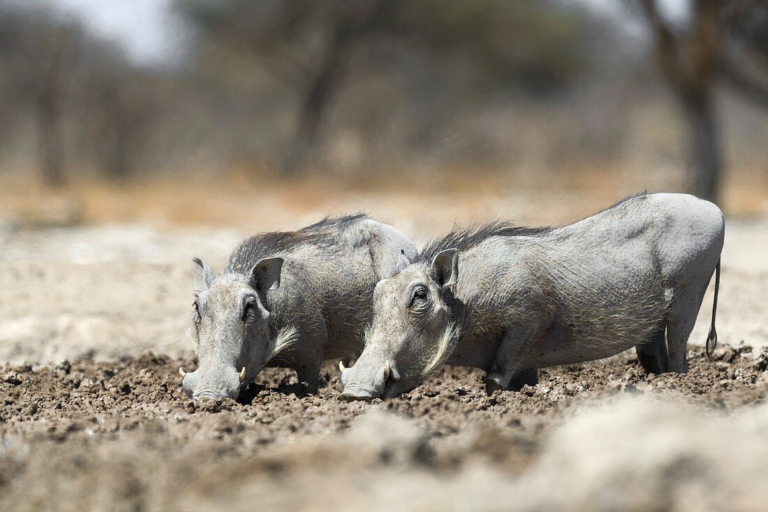 Warthogs in mud