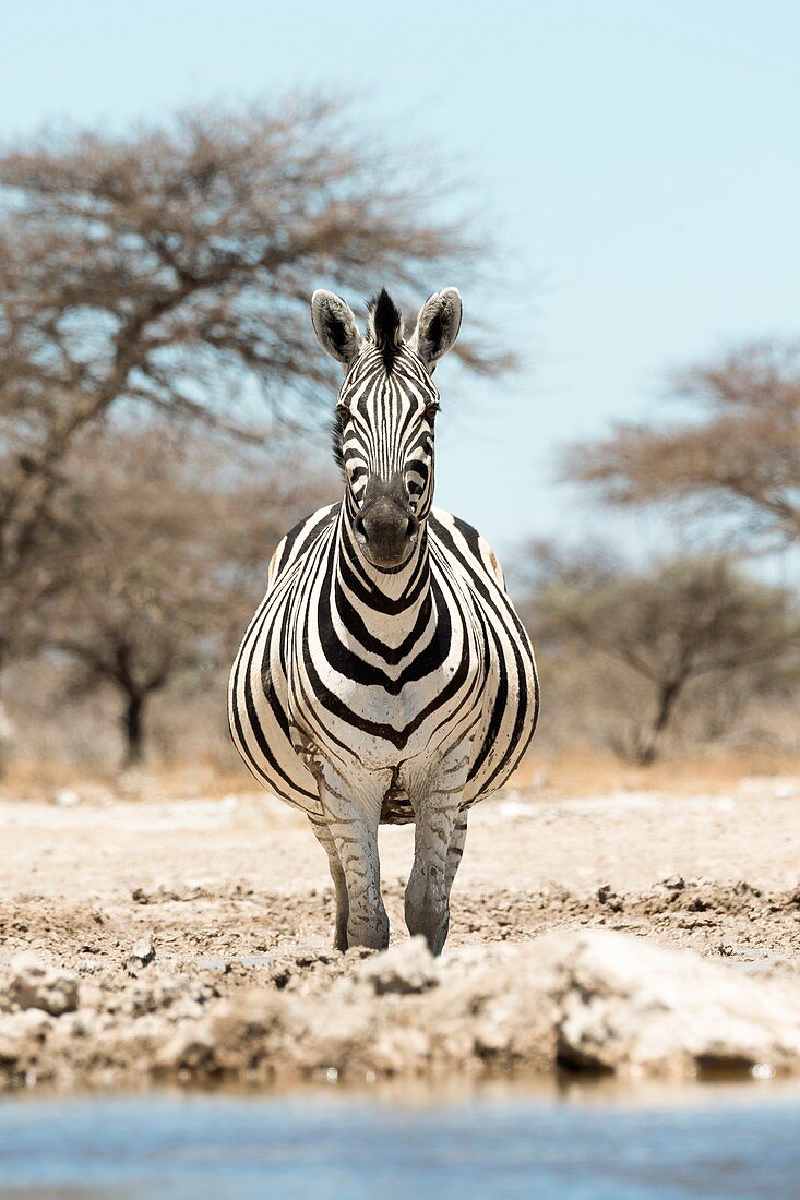 Pregnant zebra