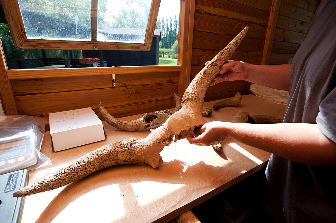 Bovine horns excavated from La Draga Neolithic site