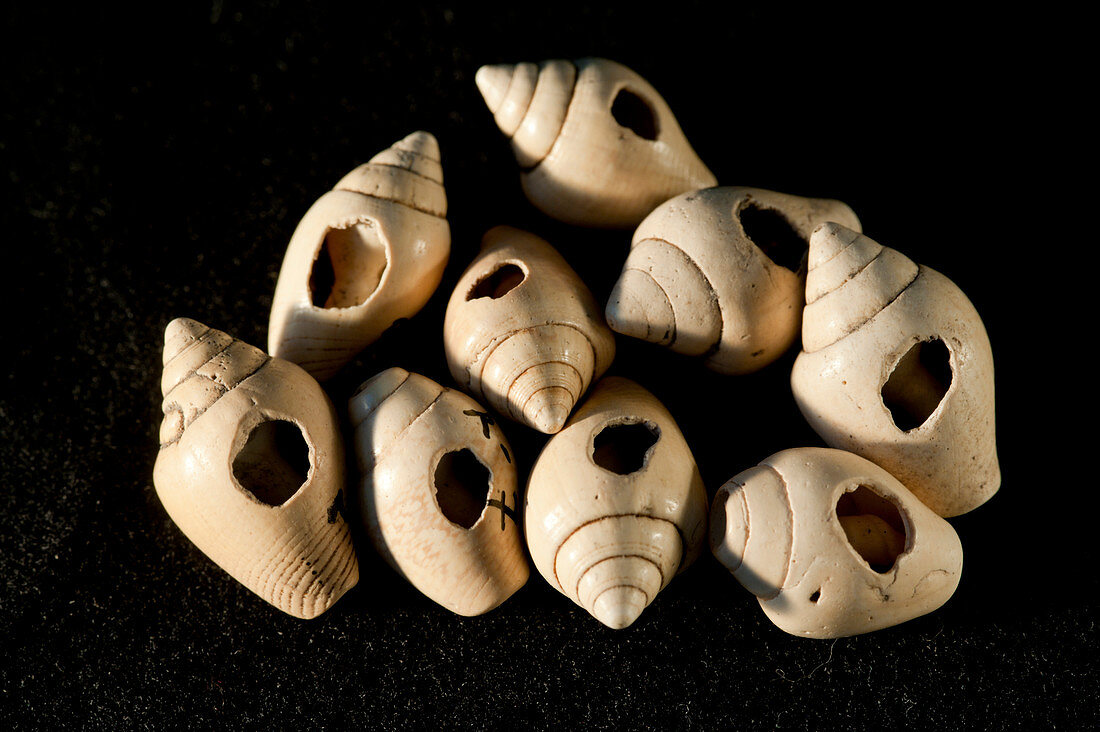 Necklace shells excavated from La Draga Neolithic site