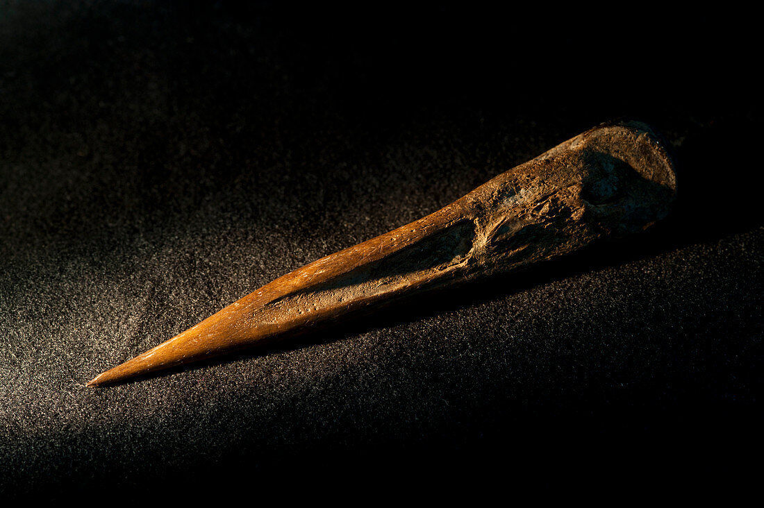 Bone punch tool excavated from La Draga Neolithic site