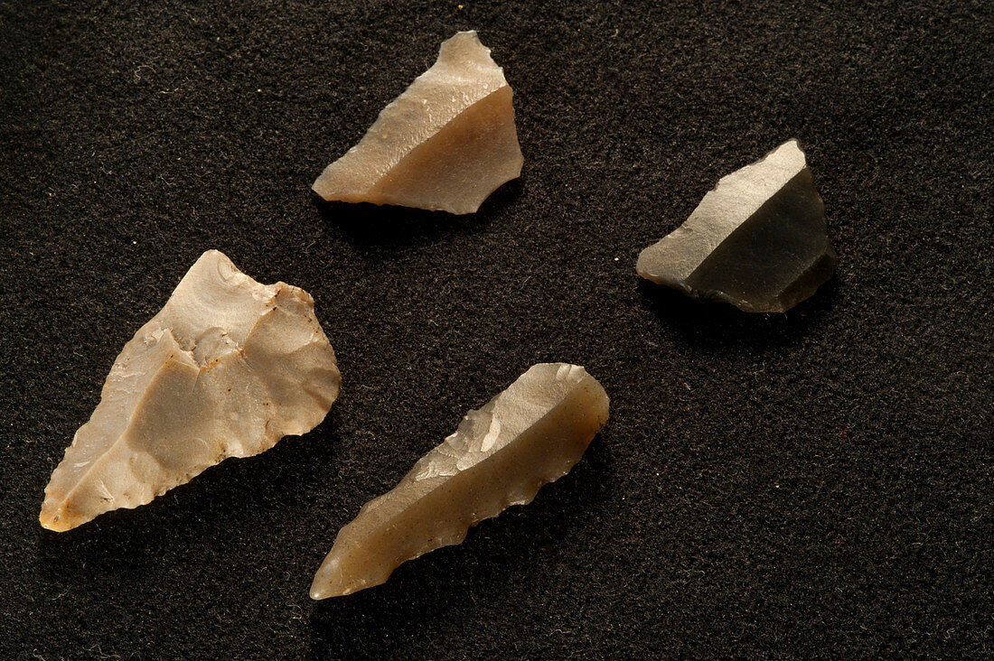 Flint arrowheads excavated from La Draga Neolithic site